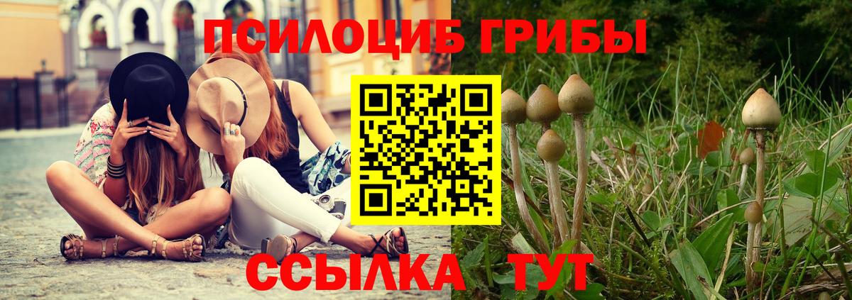 Галлюциногенные грибы Psilocybine cubensis Кондопога